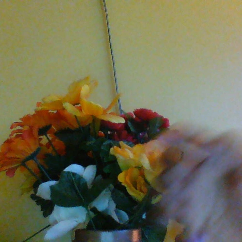 rainbow flowers